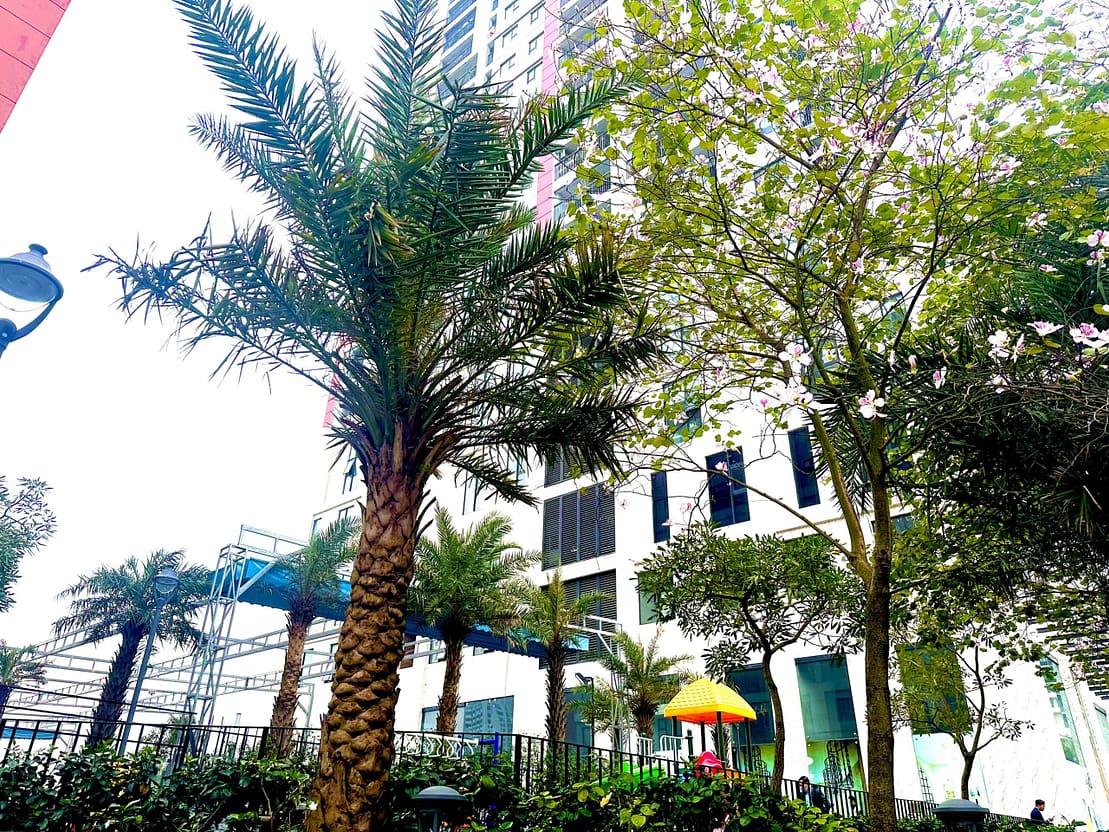 Tháng 3 mùa hoa Ban nở Ở Paragon