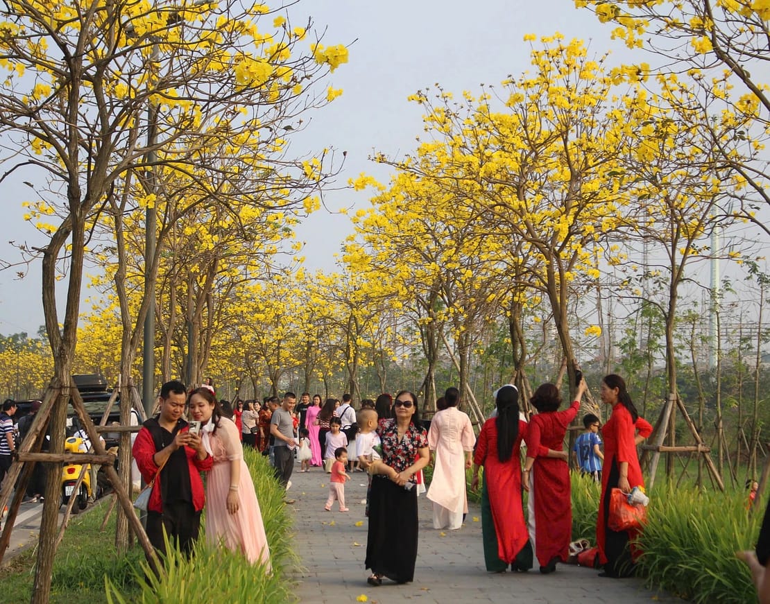Mặt tiền Le Parc Place con đường Hoa Phong Linh(Hoa Chuông Vàng) nổi tiếng