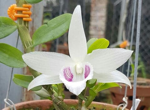 nguon goc lan gia hac 5ct bao duy