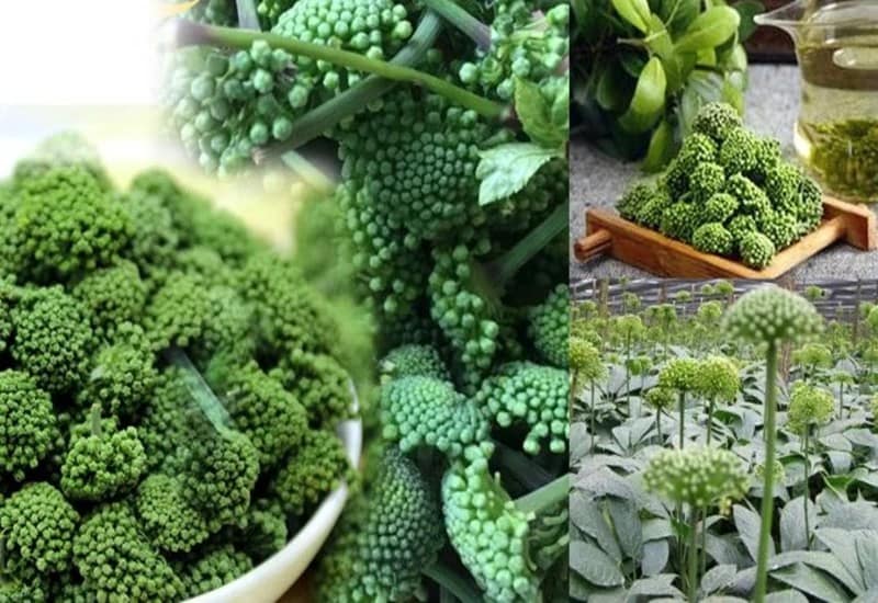 Nụ hoa tam thất mang đến nhiều lợi ích sức khỏe